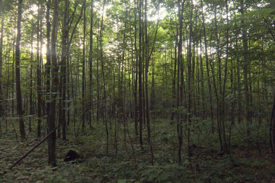 A forest filled with lots of tall trees